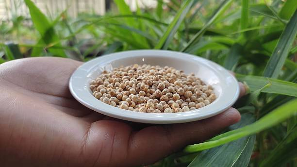 تصویر 4 از خرید و قیمت تخم گشنیز تازه + فروش عمده
